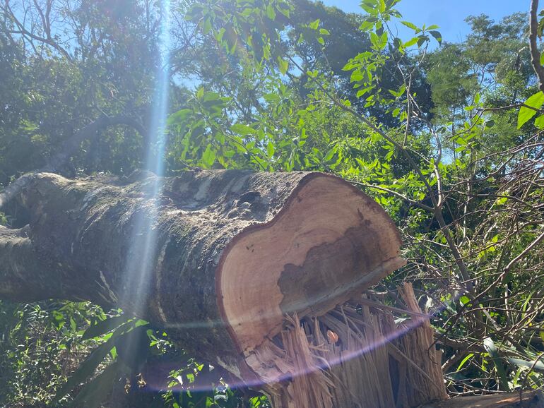 Ingenieros del Instituto Forestal Nacional (INFONA) contabilizaron al menos 30 árboles talados, en su mayoría de la especie Inga, aunque también se registró la pérdida de otros árboles como el Yvyraju.