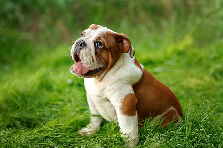 Cachorro de la raza Bulldog inglés.