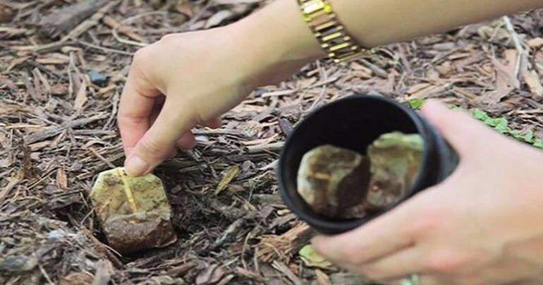 El contenido de las bolsitas de té usadas fertiliza y agrega nutrientes a la tierra. También ahuyenta a los ratones.