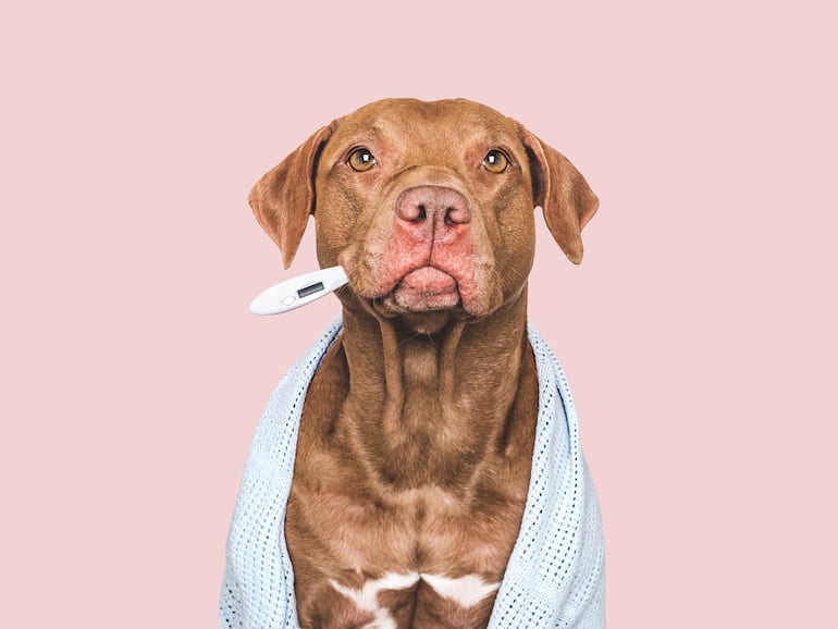 Perro con fiebre, imagen ilustrativa.