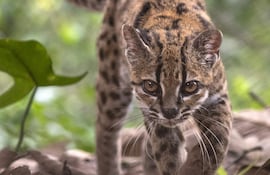 Fotografía cedida por Fernando Faciole/National Geogrpahic que muestra una nueva especie de felino silvestre. La especie, bautizada como Leopardus tilcayo o gato tilcayo, fue identificada mediante el análisis de ADN de ejemplares históricos conservados en museos y de muestras de animales vivos, de acuerdo con National Geographic.