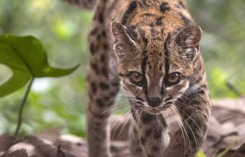 Fotografía cedida por Fernando Faciole/National Geogrpahic que muestra una nueva especie de felino silvestre. La especie, bautizada como Leopardus tilcayo o gato tilcayo, fue identificada mediante el análisis de ADN de ejemplares históricos conservados en museos y de muestras de animales vivos, de acuerdo con National Geographic.