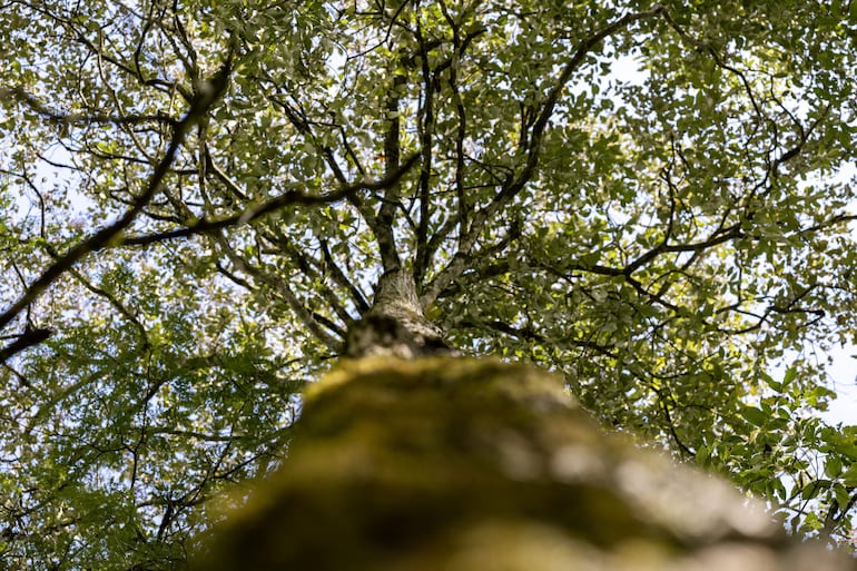 Tronco de árbol visto desde abajo, con ramas y follaje verde que filtran la luz del sol en un ambiente natural.