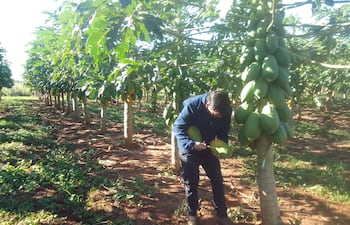 Unas 80 toneladas de mamón se encuentra en época de cosecha que no se puede comercializar por la falta de mercado
