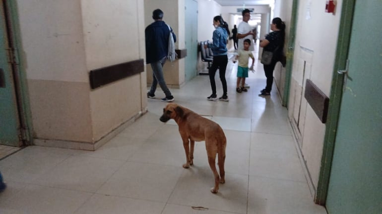 Los animales deambulan en los pasillos como en su casa.
