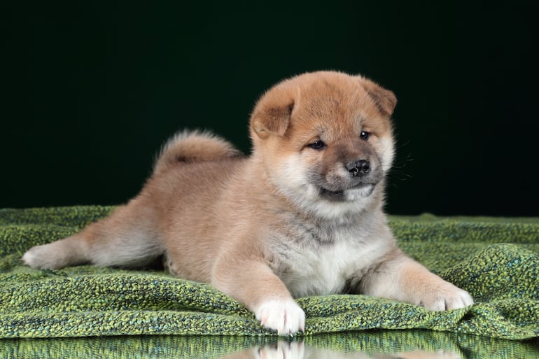 Perro de la raza Shiba inu.