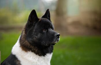 Akita americano.