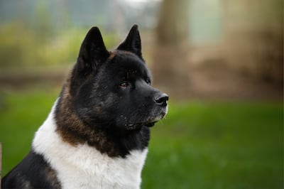Akita americano.