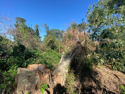 Árboles nativos talados el pasado martes de madrugada.