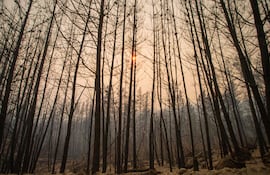 Árboles afectados por un incendio forestal en El Hoyo, en la región patagónica de la provincia de Chubut, Argentina.