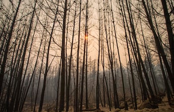 Árboles afectados por un incendio forestal en El Hoyo, en la región patagónica de la provincia de Chubut, Argentina.