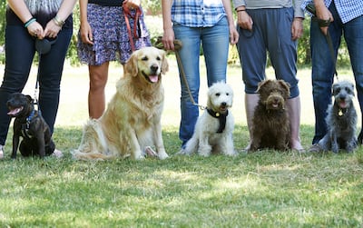 Adiestramiento canino.