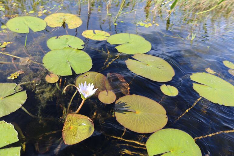 Flores acuáticas perfumen y embellecen el entorno de los humedales en Ñeembucú.