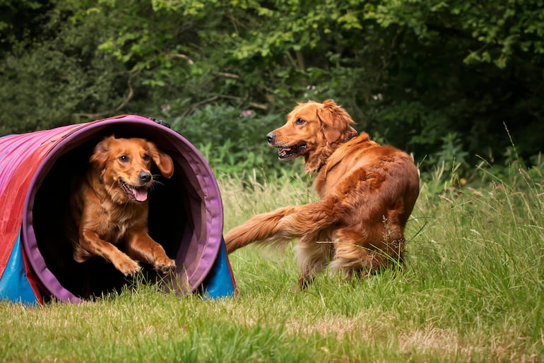 Dos perros golden retriever juegan en un parque.