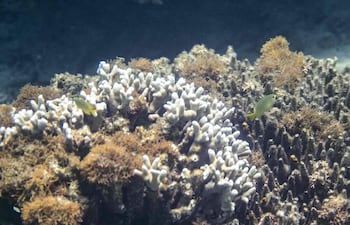 Esta fotografía submarina, tomada el 9 de julio de 2026, muestra un arrecife de coral en una zona de aguas poco profundas cerca de la localidad de Onna, en la prefectura de Okinawa, Japón.