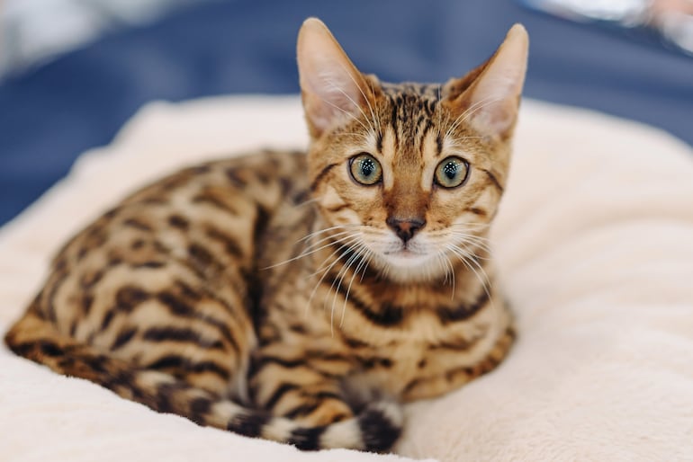 Gato.