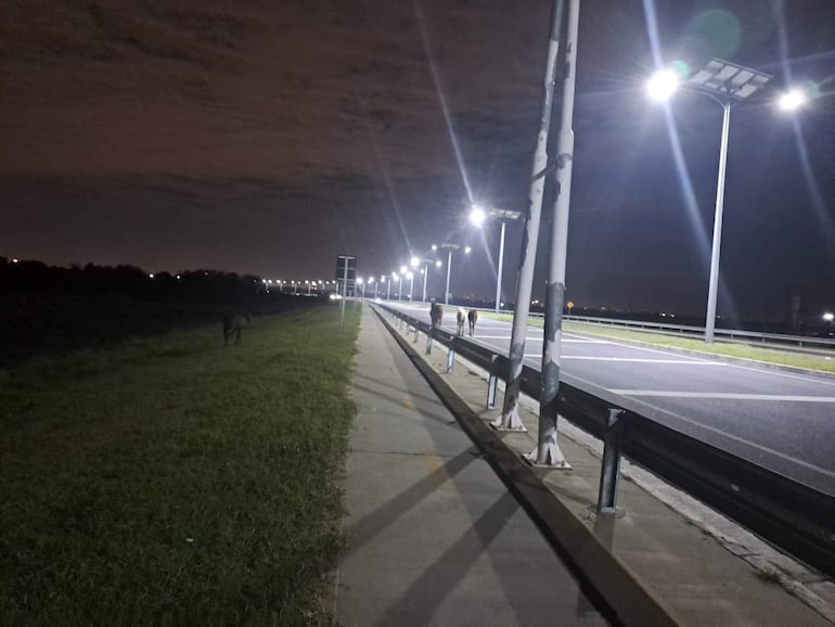 Calle nocturna iluminada, vegetación a un lado y un caballo pastando a lo lejos, sin personas visibles.