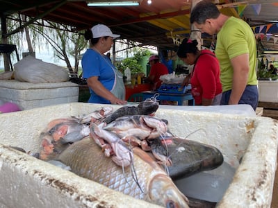 Vendedores y clientes en la zona de Remanso, Mariano Roque Alonso, aprovechan los últimos días antes de la veda pesquera para la venta de pescado fresco, con el surubí y el mandi’i como protagonistas.