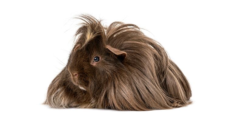 Conejillo de indias de pelo largo.