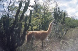 Prospección Médanos del Chaco