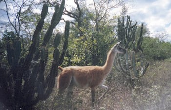 Prospección Médanos del Chaco