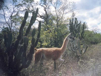 Prospección Médanos del Chaco