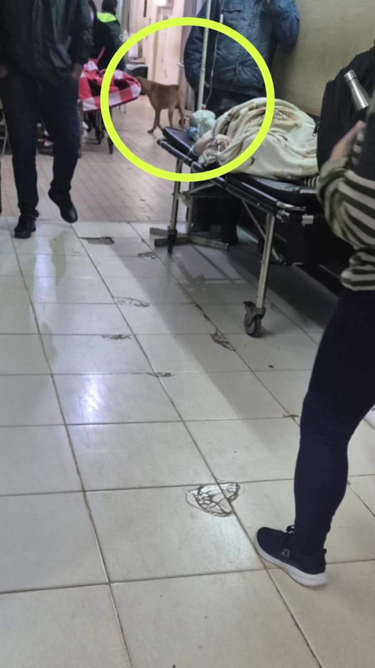Un perro camina por el hospital mientras un hombre atiende a un paciente cubierto con una manta en una camilla.