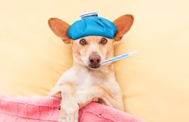 Perro con fiebre, imagen ilustrativa.