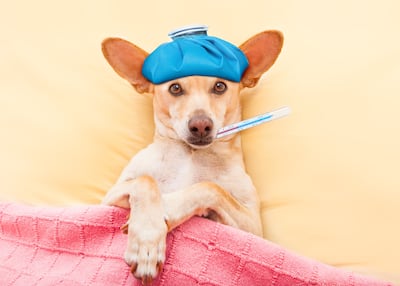 Perro con fiebre, imagen ilustrativa.