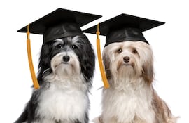 Perros superdotados.