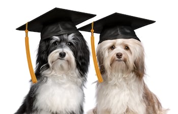 Perros superdotados.