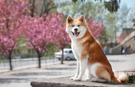 Perro de raza Akita Inu.