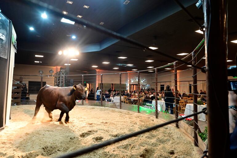 Toro marrón en arena iluminada, con público observando desde mesas, y cámaras grabando el evento.