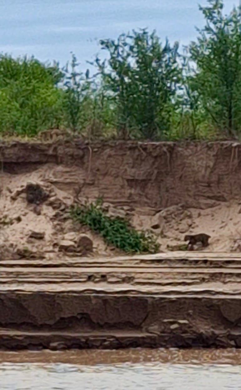 Cachorro de yaguareté con cola corta, El Impenetrable, Argentina.