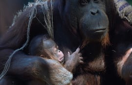 Surya, una hembra de orangután de Borneo (Pongo pygmaeus), acuna a su recién nacido el 15 de abril de 2026 en el Zoo Aquarium de Madrid, en Madrid.