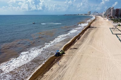 otografía aérea de archivo del 20 de julio de 2026 que muestra sargazo en una playa de la ciudad de Tulum (México).