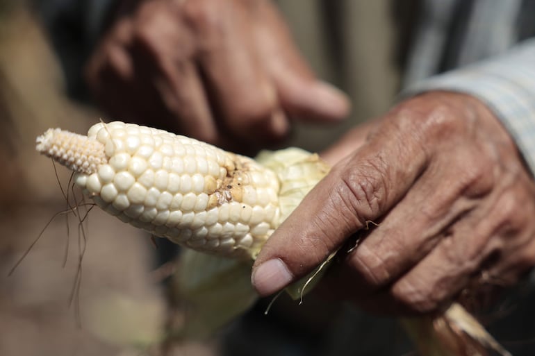 Ramón García sostiene una mazorca de su plantación que no logró cosechar debido a la sequía provocada por el fenómeno de El Niño, en San Esteban Catarina (El Salvador).