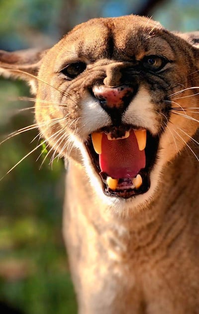 Puma macho con pelaje marrón claro y detalles oscuros en la cara, mostrando dientes afilados en un ambiente selvático.