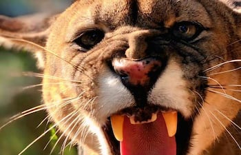 Puma macho con pelaje marrón claro y detalles oscuros en la cara, mostrando dientes afilados en un ambiente selvático.