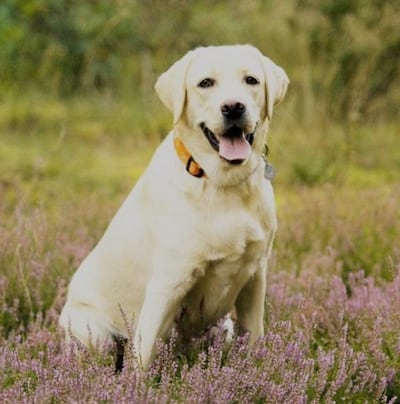 Una perra habría sufrido el ataque de un degenerado.