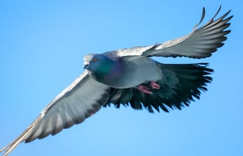 Un ejemplar de paloma (columba livia) en pleno vuelo. (Foto ilustrativa).