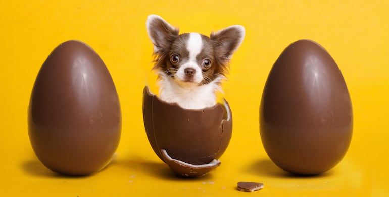 ¡Atención! El chocolate de los huevos de Pascua puede ser una emergencia en perros.