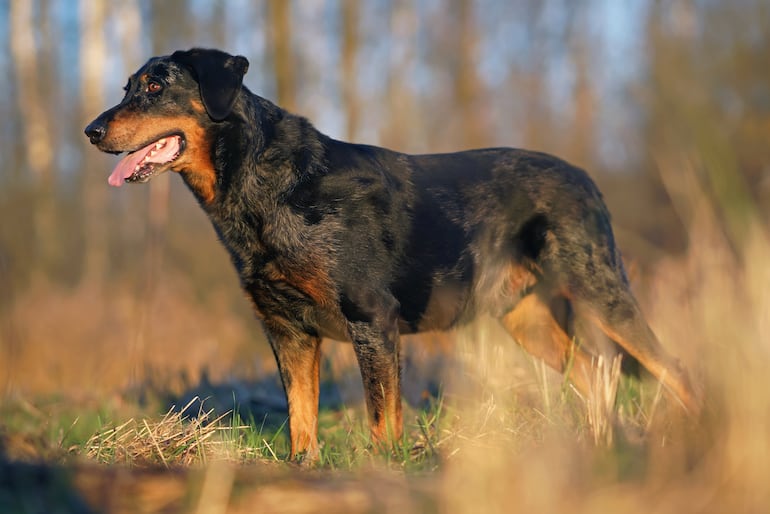 Perro Beauceron.