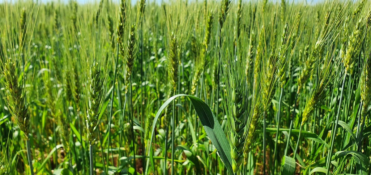 La lluvia llega a tiempo y favorece a cultivos de trigo y productos frutihortícolas