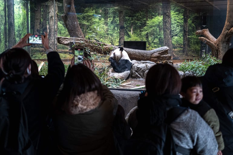 Personas observan al panda gigante Lei Lei comer durante el último día de exhibición pública antes de su partida hacia China, en el Zoológico de Ueno en Tokio, el 25 de enero de 2026.