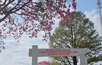 Paseo Turístico Natural del Cerezo en Flor en el distrito de La Paz.