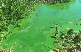 Escena natural en la laguna de Cateura, con agua verde cubierta de algas y vegetación densa a su alrededor.