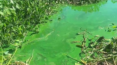 Escena natural en la laguna de Cateura, con agua verde cubierta de algas y vegetación densa a su alrededor.