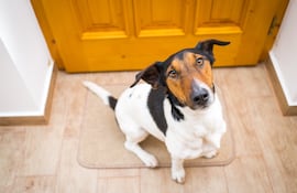 Perro en la puerta de casa.