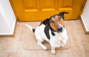 Perro en la puerta de casa.
